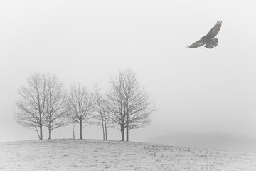 silhouette of abare trees along country road in Poland, Europe on misty day in winter with silhouette flying black bird raven crow
