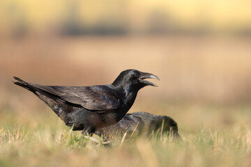 A beautiful raven ( Corvus corax ) North Poland Europe black bird crow