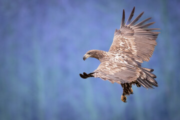 Majestic predator White-tailed eagle, Haliaeetus albicilla in Poland wild nature	