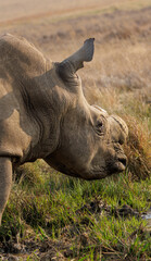 Fototapeta premium Dehorned white rhino in Africa