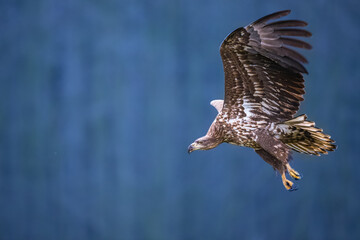 Majestic predator White-tailed eagle, Haliaeetus albicilla in Poland wild nature	