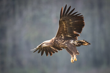 Majestic predator White-tailed eagle, Haliaeetus albicilla in Poland wild nature	