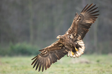 Majestic predator White-tailed eagle, Haliaeetus albicilla in Poland wild nature	