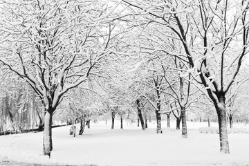Fototapeta premium Landscape winter attack in city park, fresh snow on the trees with colourful leafs, Beautiful winter scenery