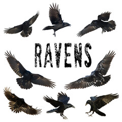 Birds flying ravens isolated on white background Corvus corax. Halloween - mix eight birds