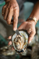 An oyster farmer opens a fresh oyster with a knife showing the freshness and quality of his produce. Close up with selective focus in natural light in vertical format.