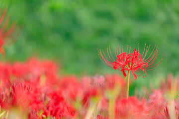 夕方の犬鳴川河川公園の彼岸花　福岡県宮若市　Cluster amaryllis at Inunaki River Park in the evening. Fukuoka prefecture.  Miyawaka cty.