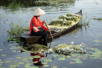 A female worker harvesting water lilies from a small wooden rowing boat. She wears traditional red...