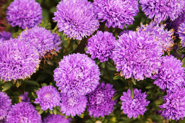 Floral background, floral wallpaper. Beautiful lilac aster buds