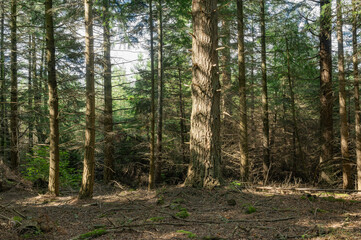 Fototapeta na wymiar Woodland and forest path in Hampshire, England, UK