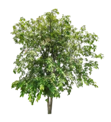 Poster Tree on transparent background, real tree green leaf isolate die cut png file © Sync