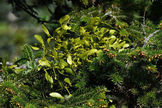 Mistletoe (Viscum album) on Greek fir (Abies cephalonica) // Wei&szlig;beerige Mistel auf Griechischer Tanne 
