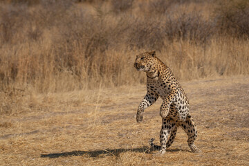 leopard in the African savannah waiting for prey Namibia.