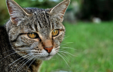Close up of a european tabby cat, on the left side. copy space on the right.