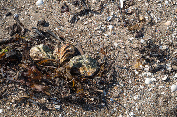 three oysters among the seaweed and pebbles on a beach