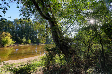 Fototapeta na wymiar Loire river bank along the Hiking path of the island wood near Orleans city 