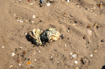 two oysters in the water of a sandy beach