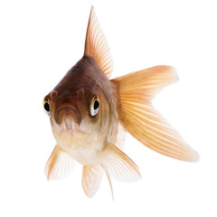 Common Goldfish