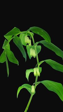 Time lapse of opening Polygonatum multiflorum flower (also known as Solomon's seal, David's harp, ladder-to-heaven) isolated on black background, vertical orientation