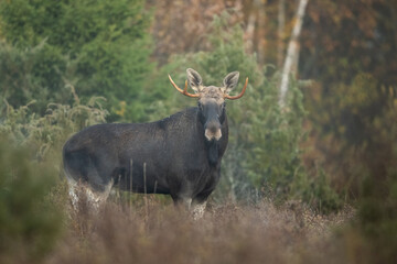 Naklejka na ściany i meble Moose bull in the misty morning forest scenery