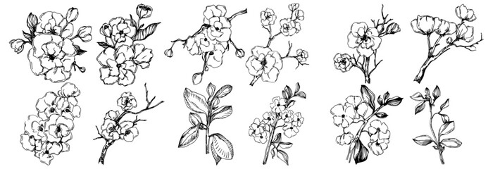 Vector Sakura summer. Isolated botanical flower, leaves. Black and white engraved sketch ink art. Leaf plant botanical garden floral foliage. Wildflower drawing leaf illustration element.
