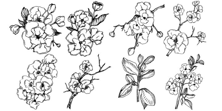 Vector Sakura summer. Isolated botanical flower, leaves. Black and white engraved sketch ink art. Leaf plant botanical garden floral foliage. Wildflower drawing leaf illustration element.