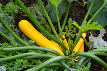 fresh yellow zucchini with mildew