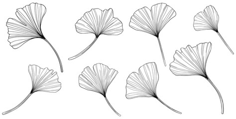 Ginkgo leaves isolated on white. Hand drawn png illustration.