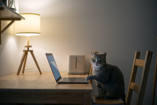 Cat working at the computer