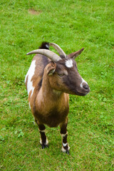 Brown-white goat in close-up