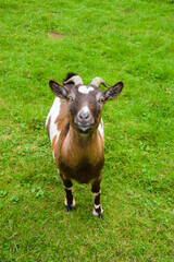 Brown-white goat in close-up