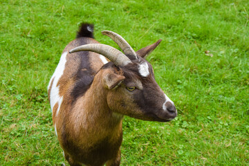 Naklejka na ściany i meble Brown-white goat in close-up