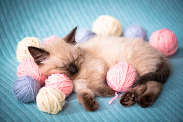 A small Siamese kitten sleeps in knitted balls of skeins of threads on a blue plaid