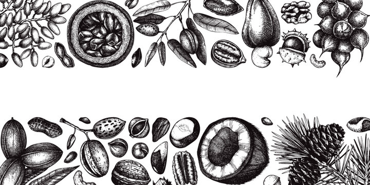 Vector nuts banner in vintage style. Vintage nuts sketched border. Healthy food background with branches, plants, fruit, nutshells hand-drawings. Realistic botanical illustrations for packaging design