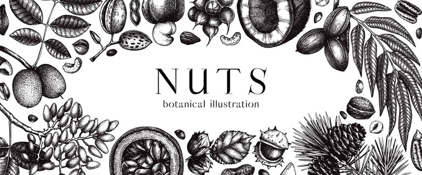 Vector nuts banner in vintage style. Vintage nuts sketched frame. Healthy food background with branches, plants, fruit, nutshells hand-drawings. Realistic botanical illustrations for packaging design