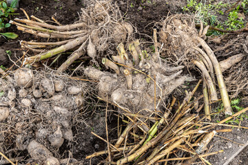 dahlia tubers just lifted for overwintering