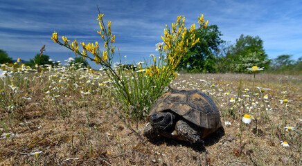 Marginated tortoise // Breitrandschildkröte (Testudo marginata) - Nestos Delta, Greece - obrazy, fototapety, plakaty