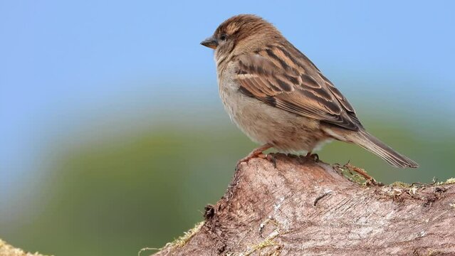 Haussperling (Passer domesticus)