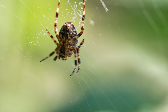 Cross spider in a spider web, lurking for prey. Blurred background