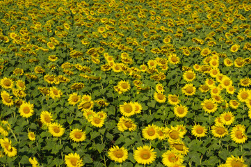 Aerial view beautiful sunflower fields in the morning, Lopburi, Thailand.