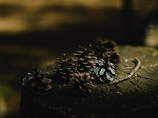 pinecone on the tree