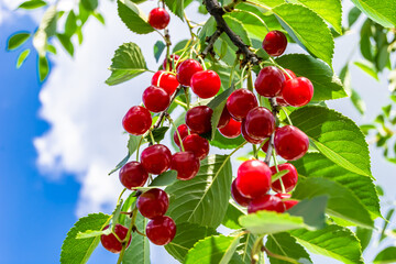Photography on theme beautiful fruit branch cherry tree