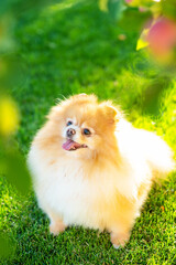 Small fluffy dog breed pomeranian red color sitting on the lawn at home in summer