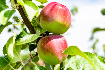 Photography on theme beautiful fruit branch apple tree
