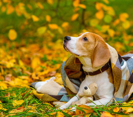Beagle dog lying wrapped in a checkered brown blanket on the grass covered with fallen leaves