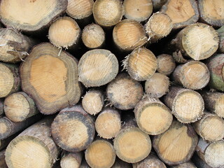 Wood stack from front - pile with long logs of wood