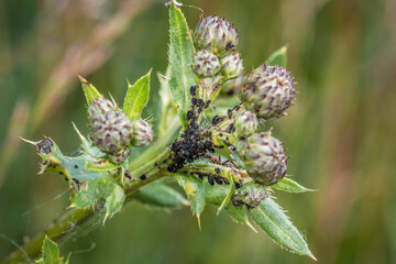 Ameisen wachen hüten und melken Blattläuse auf einer Pflanze in der Natur, Deutschland