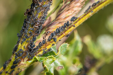 Ameisen wachen hüten und melken Blattläuse auf einer Pflanze in der Natur, Deutschland
