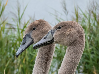 Close-up portrait of beautiful young mute swan or cygnet (cygnus olor) with grey feathers