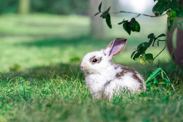 草原の木の下に座り遠くを見つめる白ウサギ	